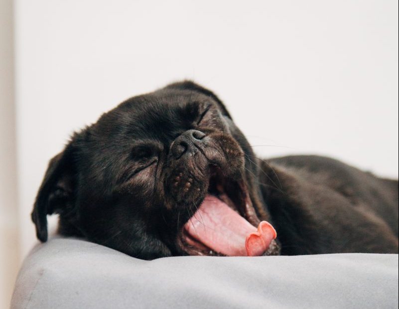 Tired puppy yawning